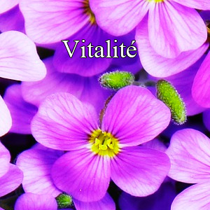 Complements alimentaires vitalite px